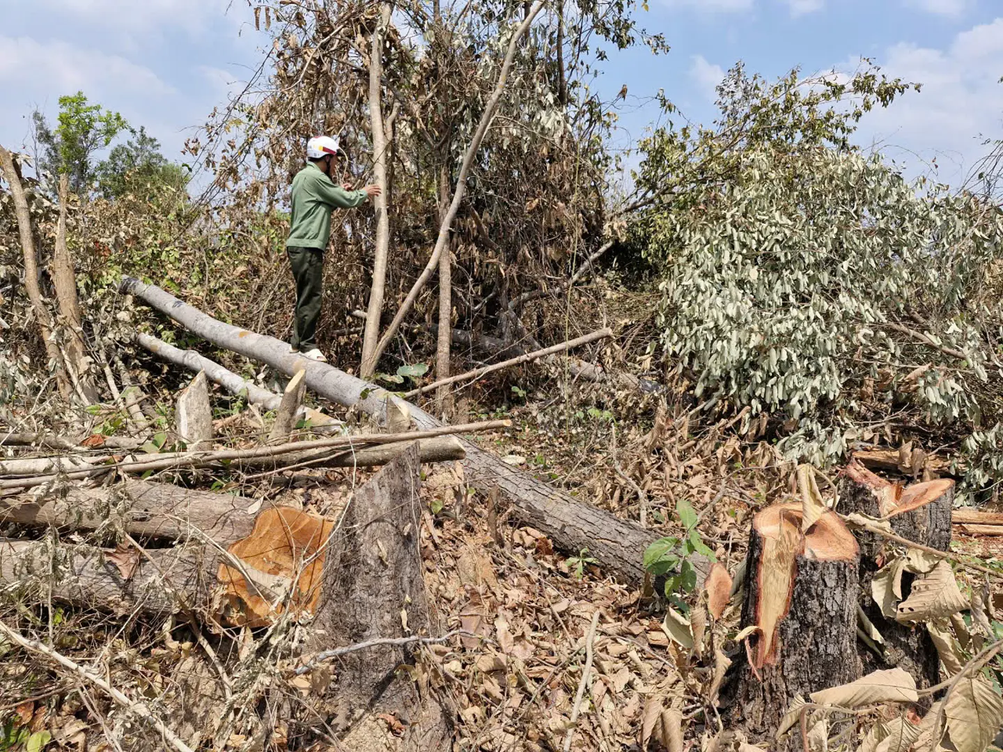 Gia Lai: 9.992,77ha rừng bị phá, Thanh tra Chính phủ yêu cầu khôi phục điều tra