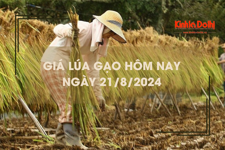 Giá lúa gạo hôm nay 21/8: tăng giảm trái chiều