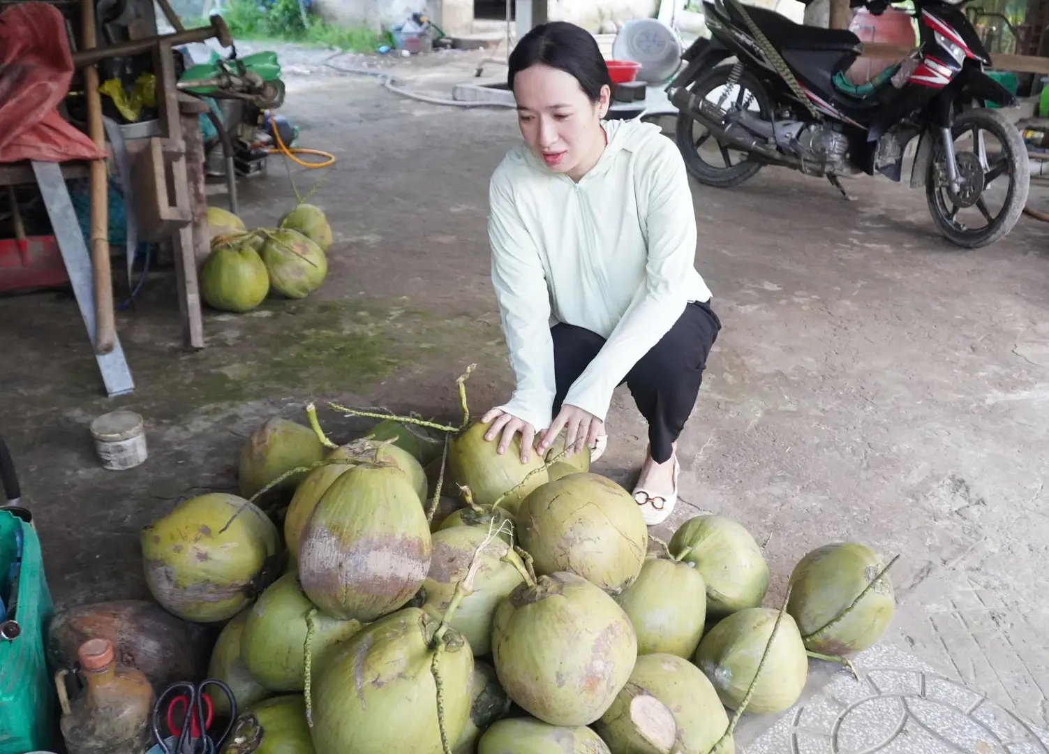 Trà Vinh: trồng dừa sáp  mỗi năm lãi trên 300 triệu đồng