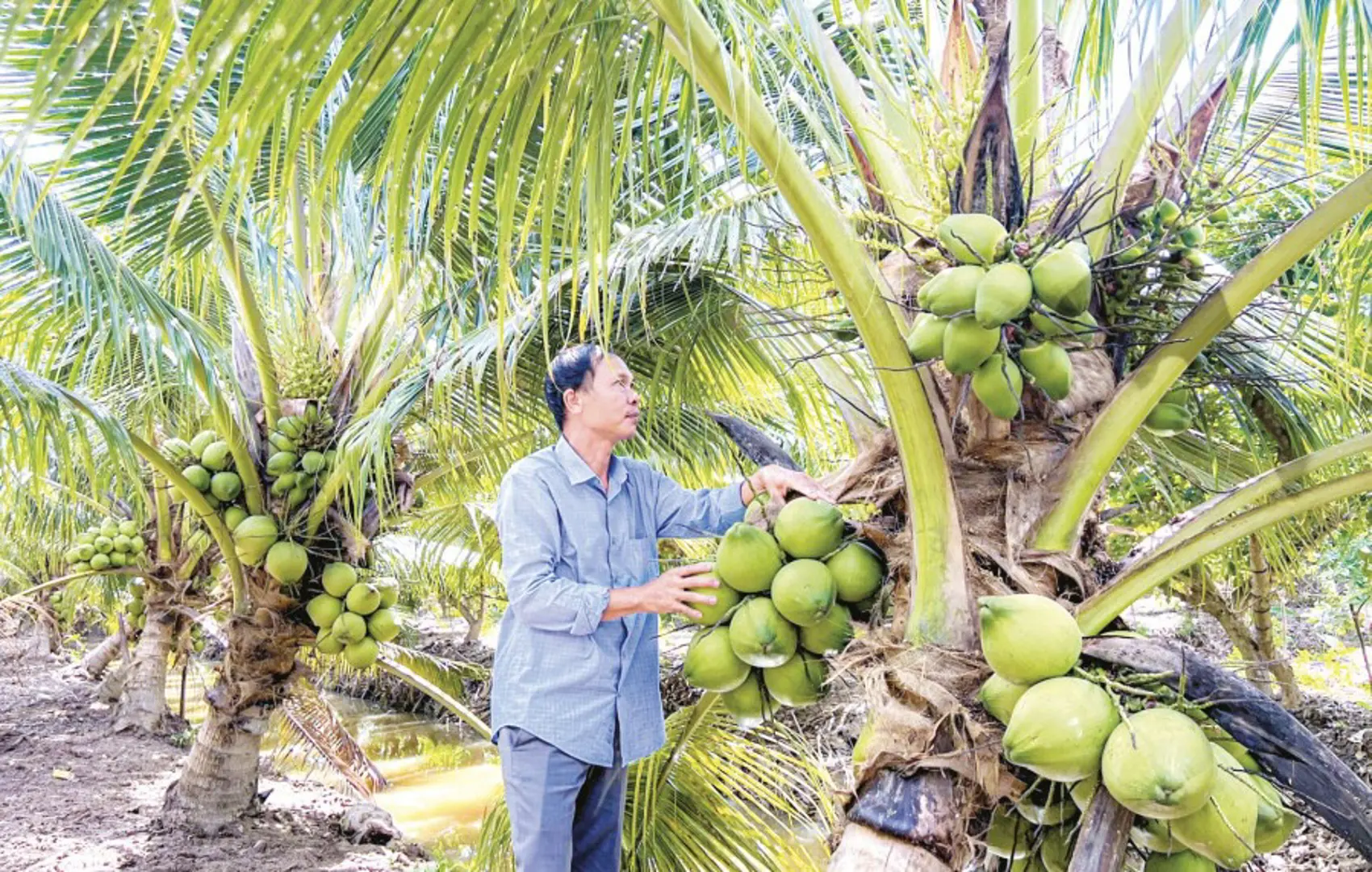 Xuất khẩu nông sản sang Trung Quốc: nhiều lợi thế và cơ hội 