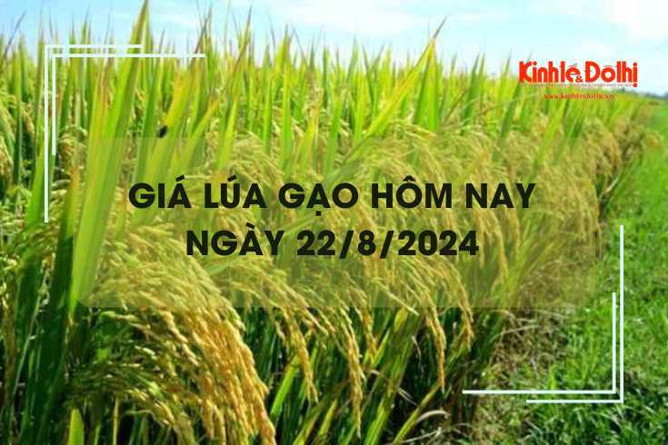 Giá lúa gạo hôm nay 22/8: giá gạo xuất khẩu tăng vọt