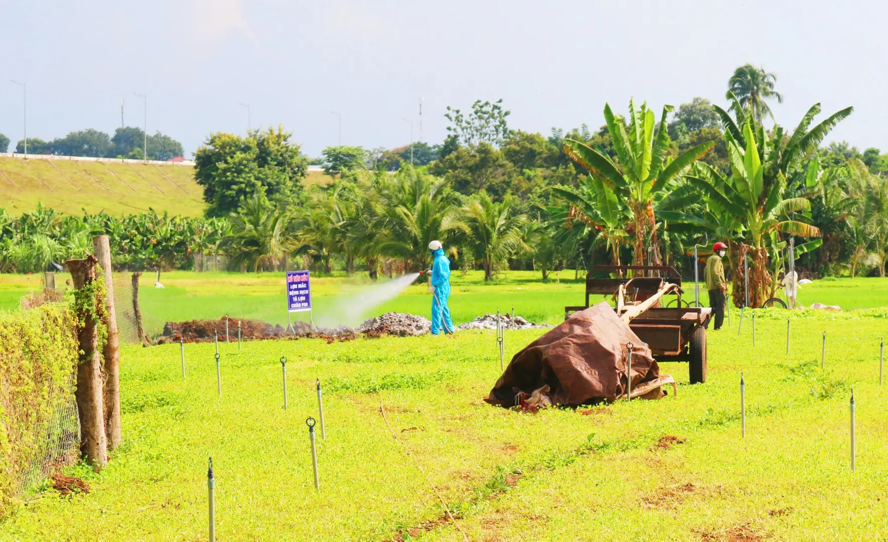 Đắk Lắk: xuất hiện ổ dịch tả lợn châu Phi tại thành phố Buôn Ma Thuột