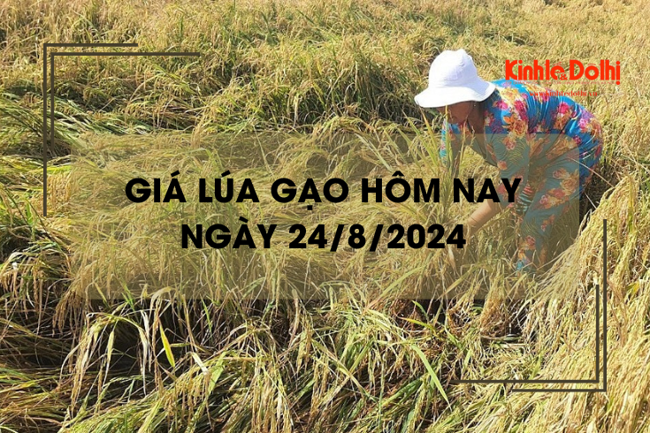 Giá lúa gạo hôm nay 24/8: giá gạo xuất khẩu tăng nhẹ