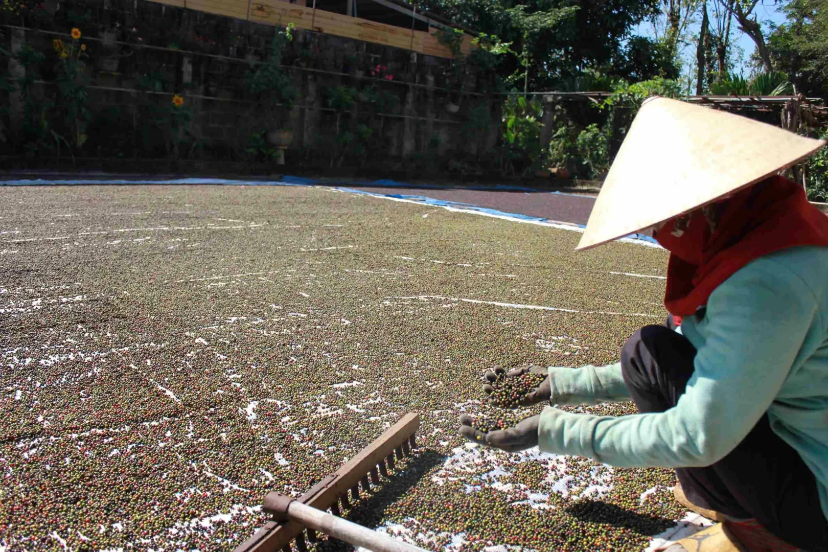 Giá tiêu hôm nay 25/8: một tuần tăng tốt, thêm đến 5.000 đồng/kg