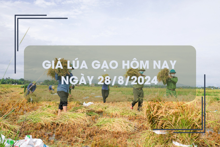 Giá lúa gạo hôm nay 28/8: đồng loạt tăng nhẹ 