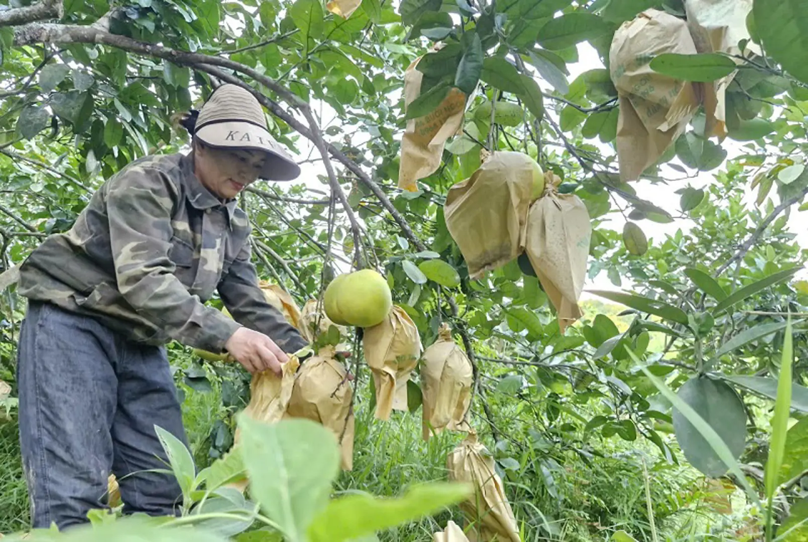 Hà Tĩnh: tập trung thu hoạch “đặc sản” bưởi Phúc Trạch, né tránh thiên tai