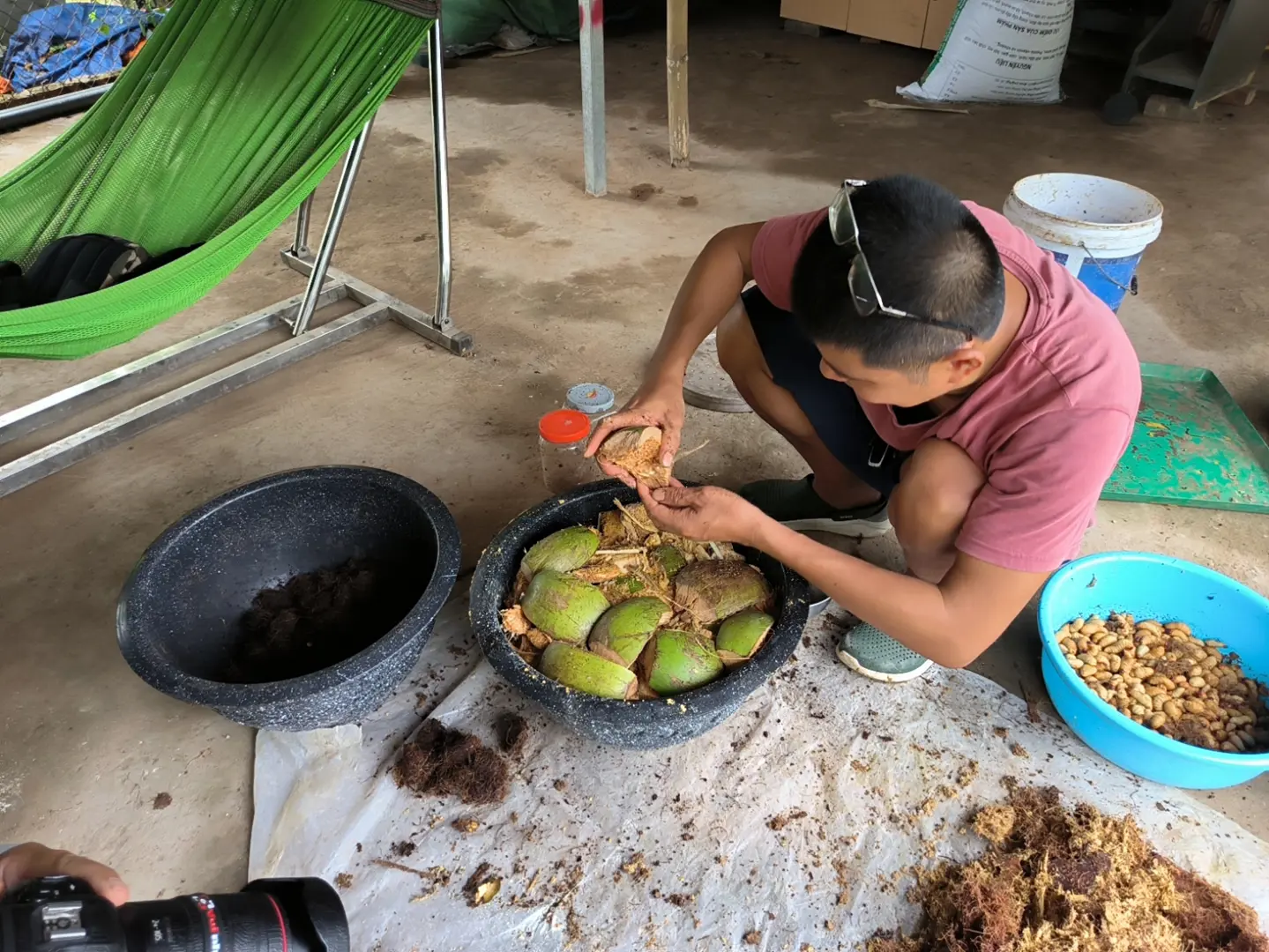 Nuôi đuông dừa tại bãi giữa sông Hồng