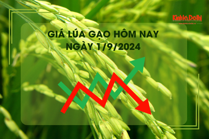 Giá lúa gạo hôm nay 1/9: giá lúa tăng 100 - 200 đồng/kg