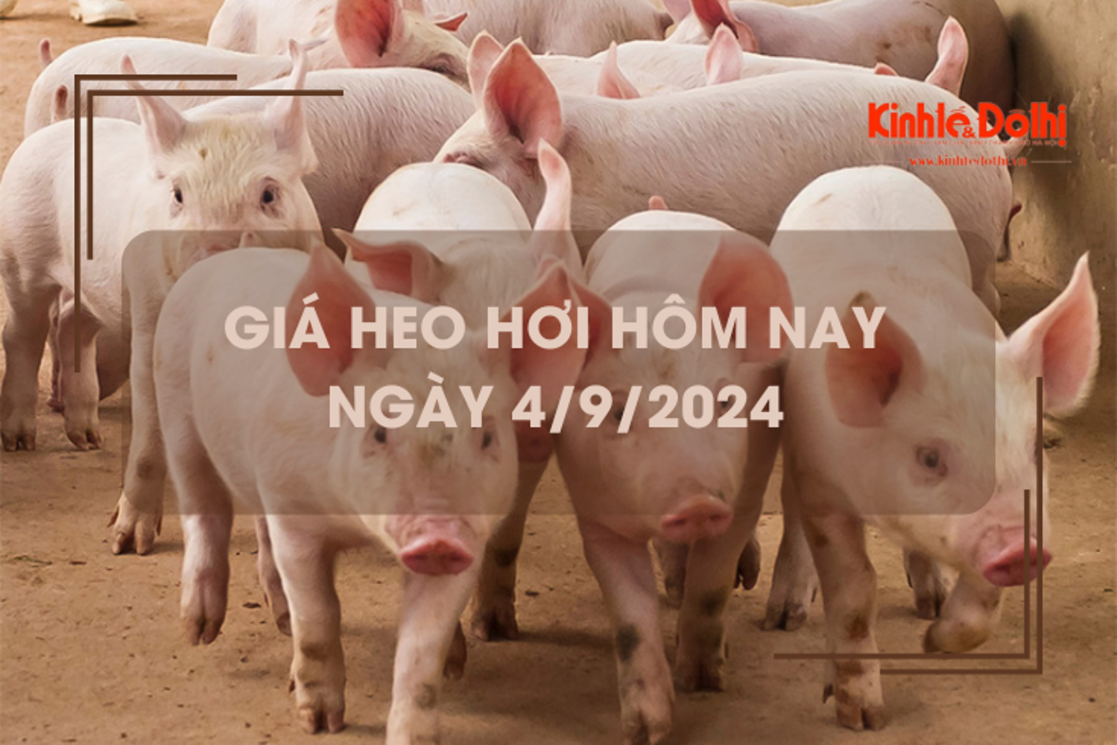 Giá heo hơi hôm nay 4/9: kỳ vọng khởi sắc trong thời gian tới