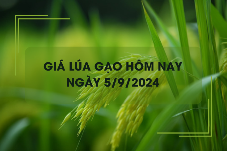 Giá lúa gạo hôm nay 5/9: Giá gạo tăng từ 50 - 150 đồng/kg