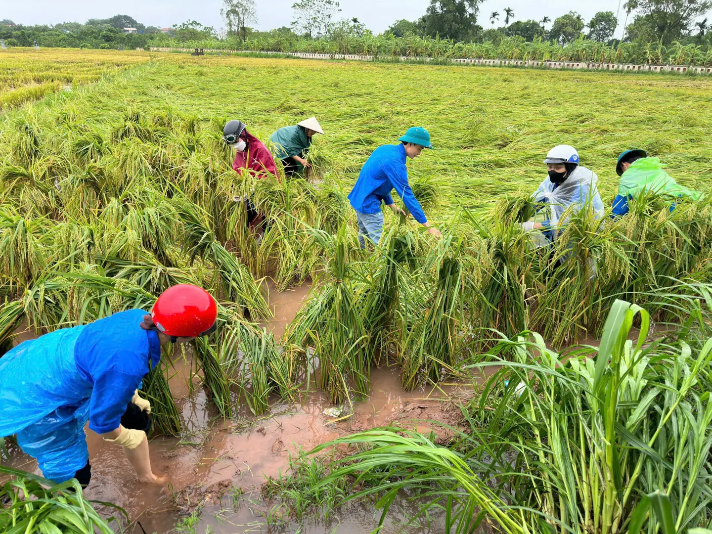 Thanh niên Thủ đô giúp người dân khẩn trương khắc phục hậu quả sau bão Yagi