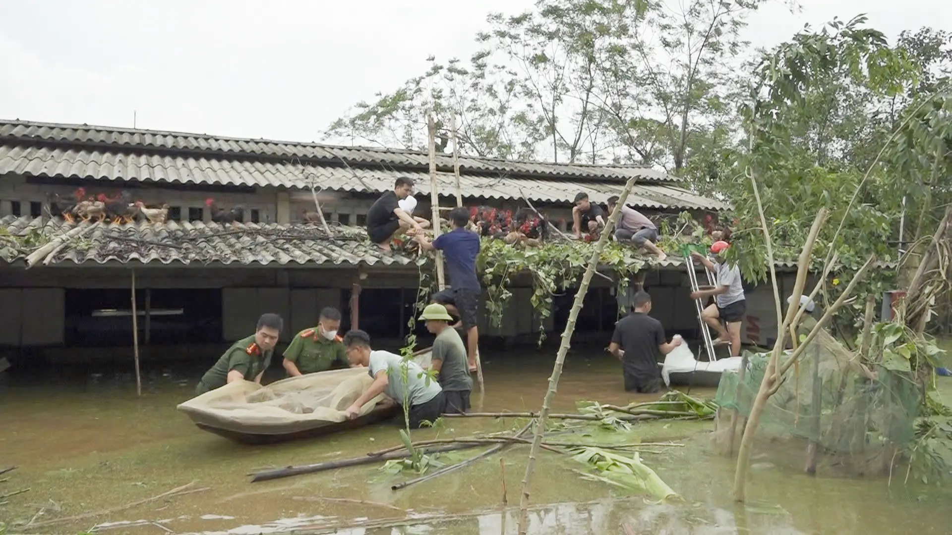 Ba Vì: chính quyền giúp dân di dời vật nuôi, hoa màu khỏi nơi ngập úng