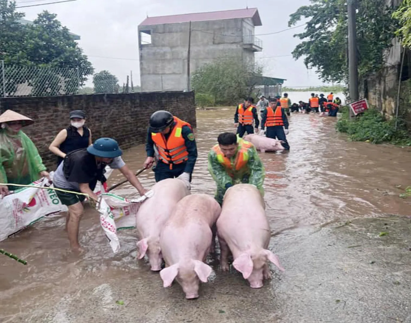 Đan Phượng kích hoạt phương án ứng phó với lũ báo động 2 trên sông Hồng