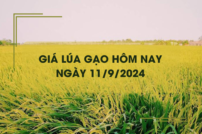 Giá lúa gạo hôm nay 11/9: giá gạo tăng 200 đồng/kg 