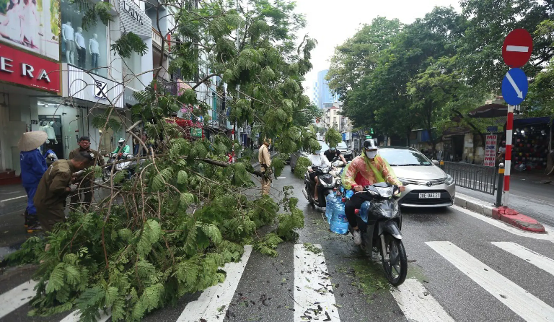 Hà Nội: khẩn trương trồng lại cây xanh nghiêng, đổ, thu dọn vệ sinh môi trường