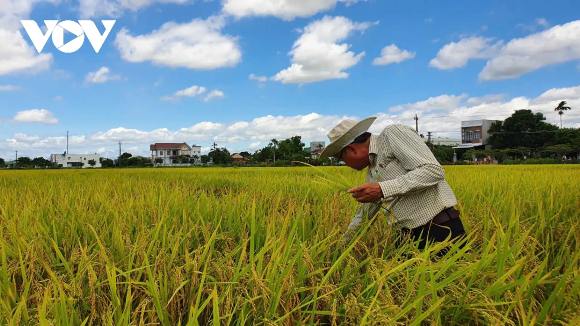 Nông sản của Việt Nam đã có trên nhiều quầy kệ siêu thị ở Châu Âu