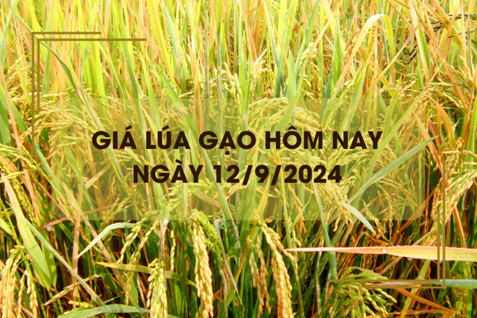 Giá lúa gạo hôm nay 12/9: đồng loạt giảm