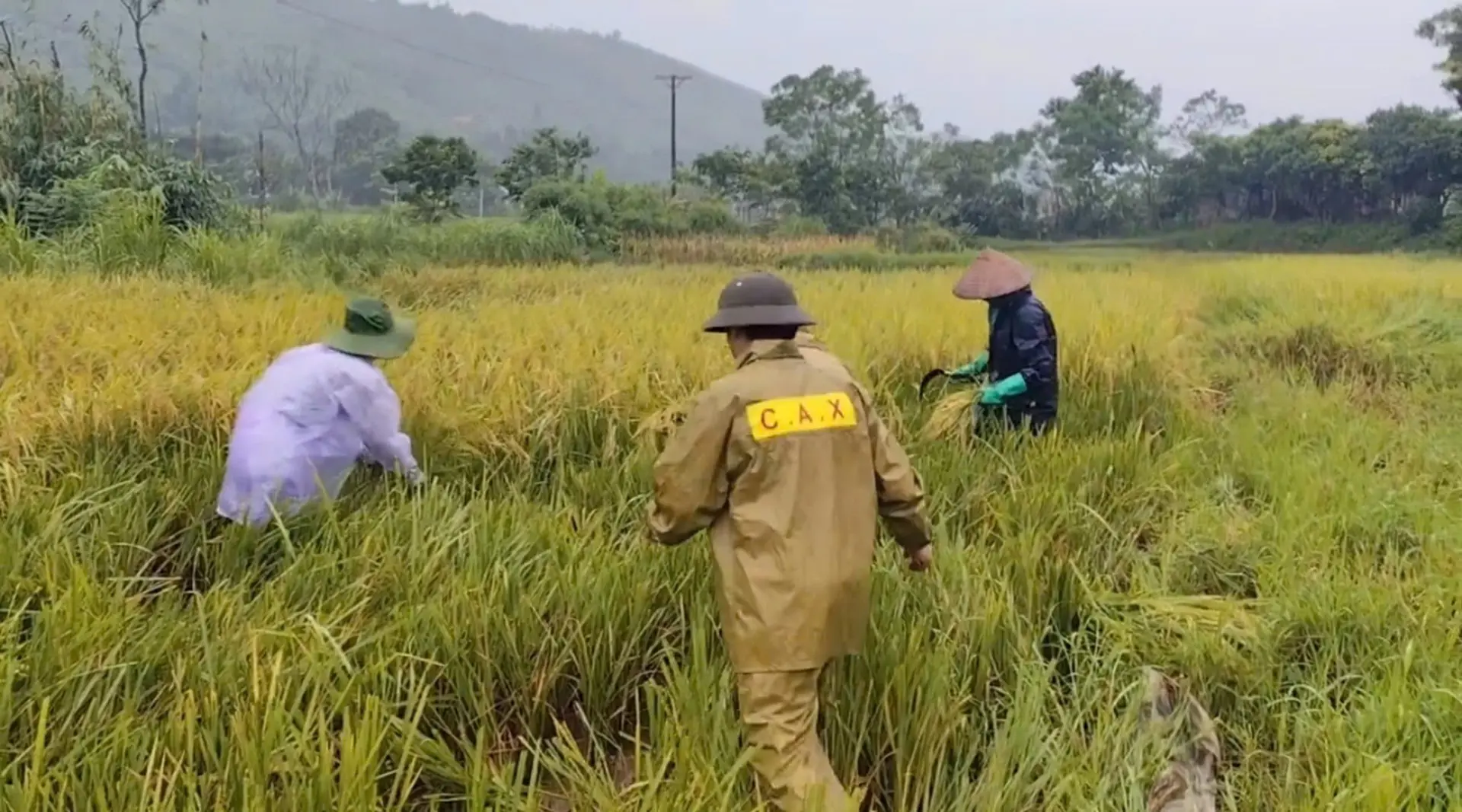 Vĩnh Phúc: chỉ đạo phục hồi sản xuất nông nghiệp sau bão số 3