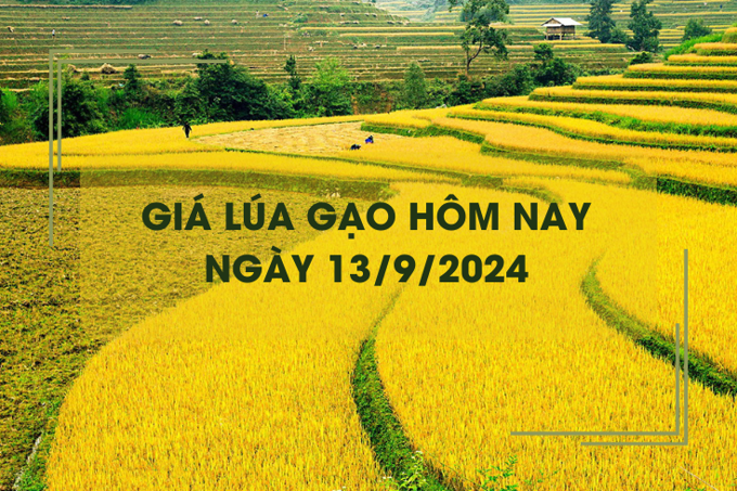 Giá lúa gạo hôm nay 13/9: giá gạo giảm nhẹ