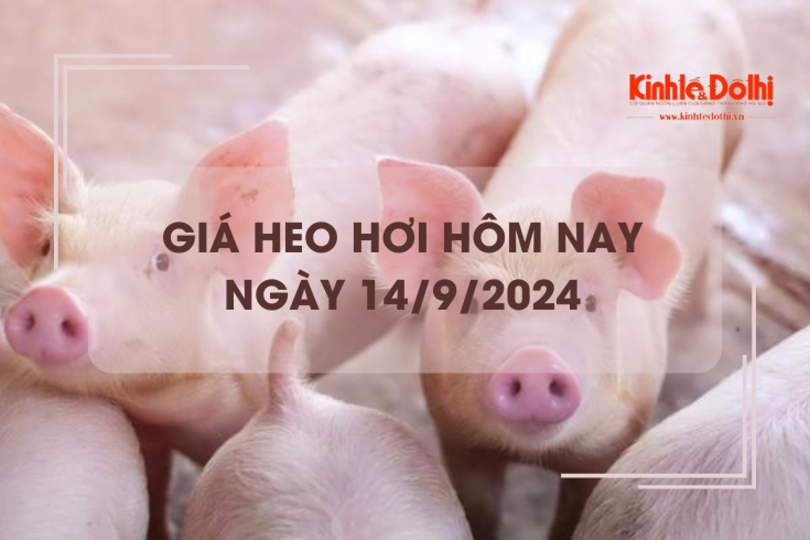 Giá heo hơi hôm nay 14/9: Thanh Hóa giao dịch cao nhất miền Trung