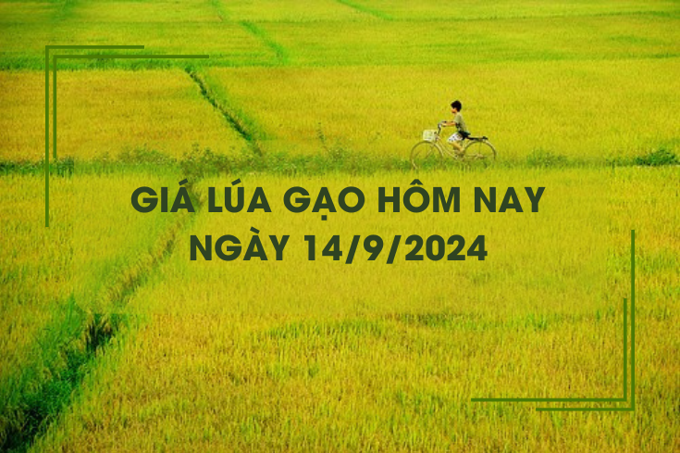 Giá lúa gạo hôm nay 14/9: đồng loạt giảm nhẹ