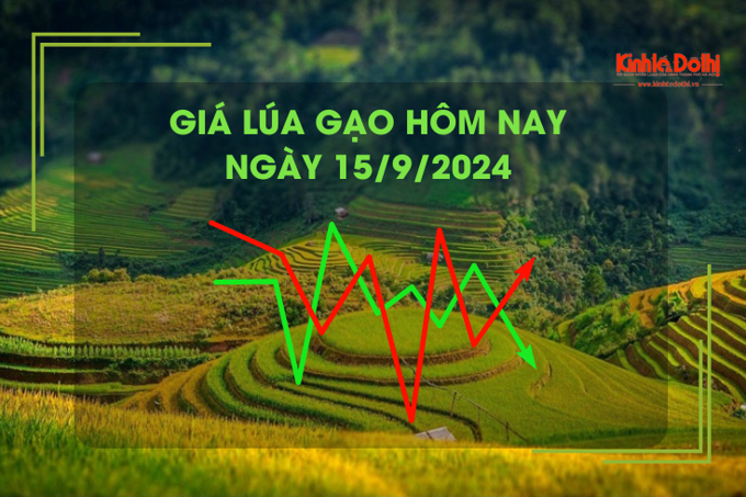 Giá lúa gạo hôm nay 15/9: giá gạo tăng nhẹ 