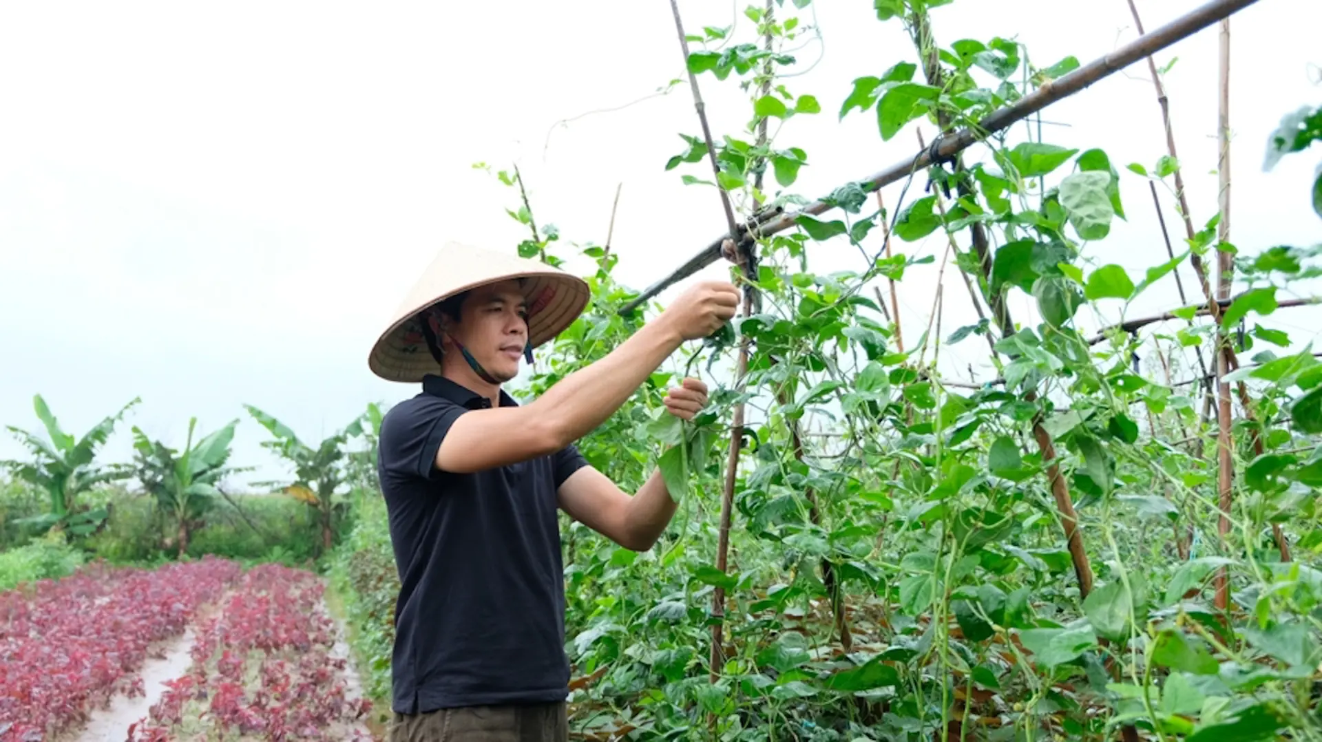 Huyện Phúc Thọ: dồn sức sản xuất cây vụ Đông, không để ruộng đồng bỏ hoang