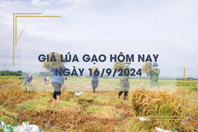 Giá lúa gạo hôm nay 16/9: gạo Nàng Nhen cao nhất 28.000 đồng/kg