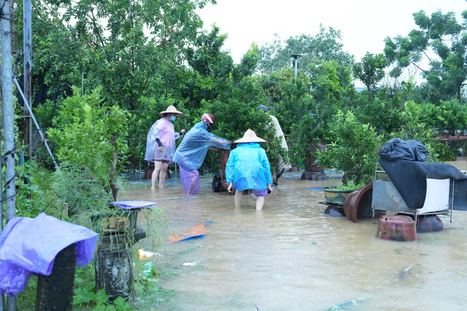 Quận Tây Hồ: tập trung hỗ trợ nông dân bị ảnh hưởng do bão số 3