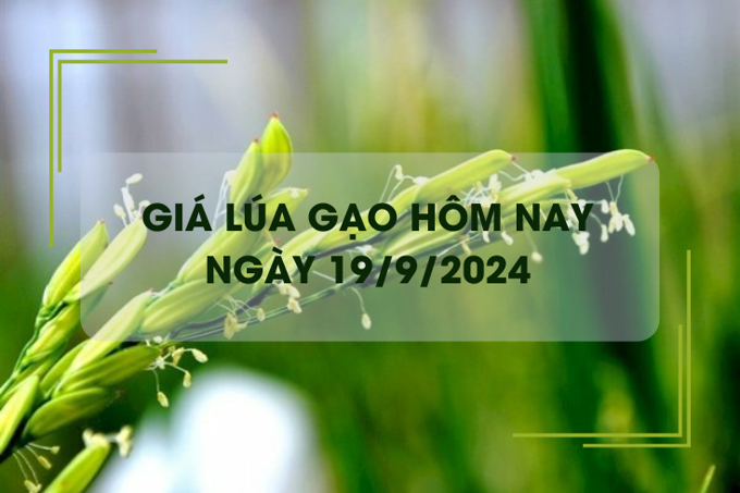 Giá lúa gạo hôm nay 19/9: đồng loạt giảm nhẹ 