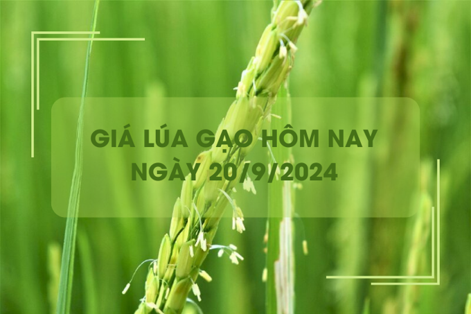 Giá lúa gạo hôm nay 20/9: giá gạo giảm mạnh, giá lúa tăng nhẹ