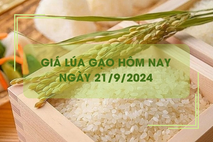 Giá lúa gạo hôm nay 21/9: giá gạo xuất khẩu tăng nhẹ 