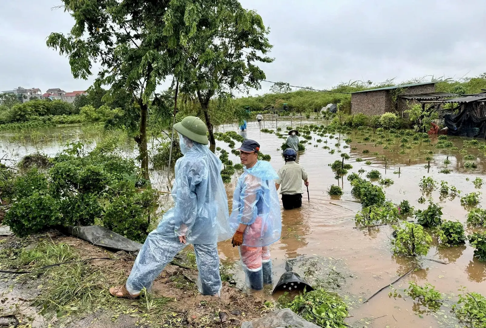 Huyện Gia Lâm: khẩn trương khôi phục sản xuất nông nghiệp sau bão số 3