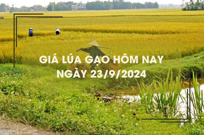 Giá lúa gạo hôm nay 23/9: giá gạo xuất khẩu neo ở mức cao