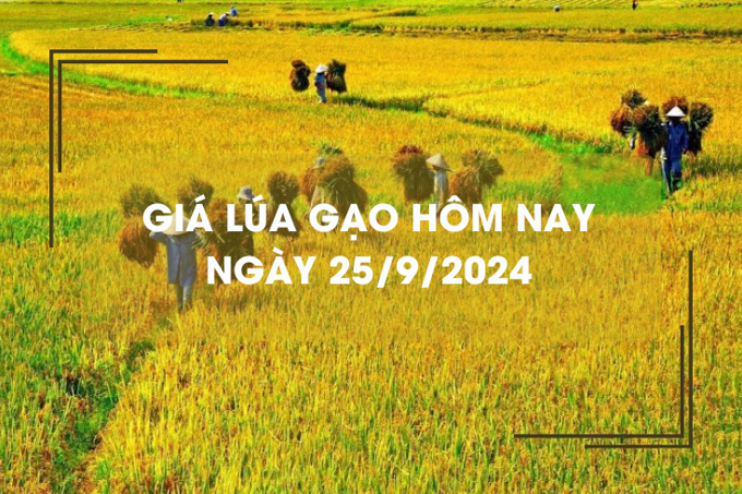 Giá lúa gạo hôm nay 25/9: giá lúa gạo quay đầu giảm