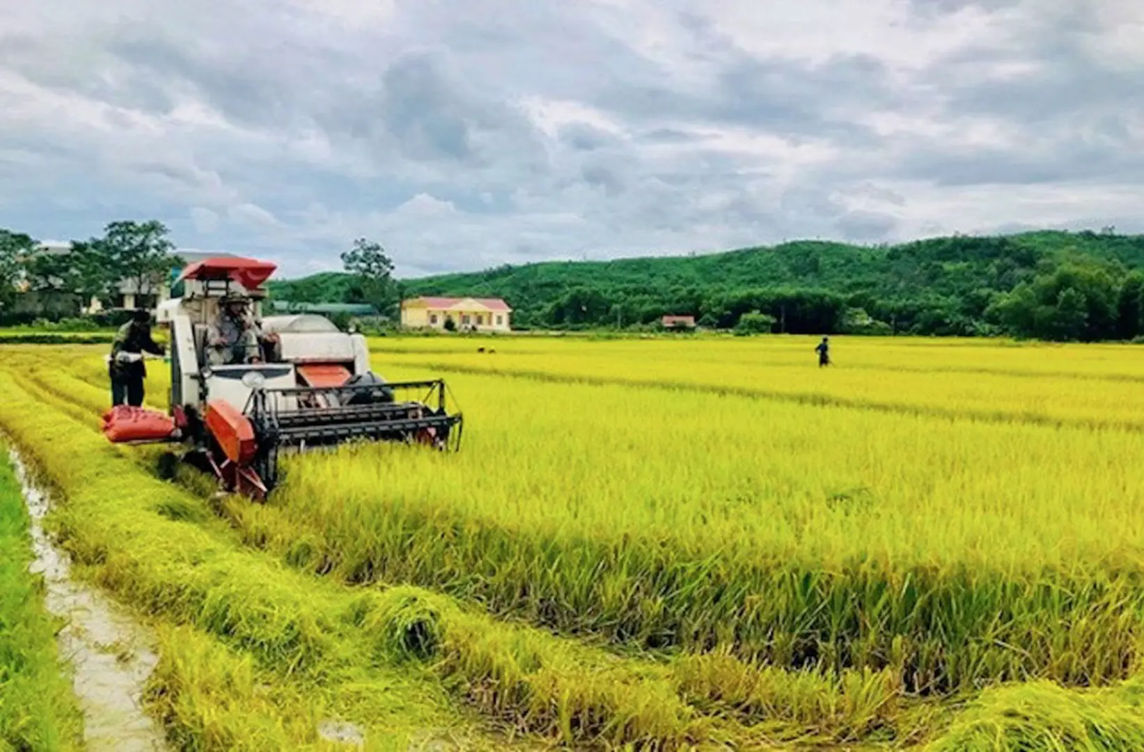 Hà Nội: khôi phục sản xuất bù đắp lương thực bị thiếu hụt do bão, lũ 