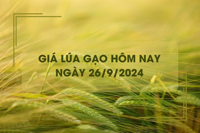 Giá lúa gạo hôm nay 26/9: đồng loạt giảm nhẹ