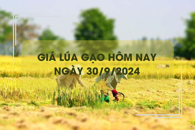 Giá lúa gạo hôm nay 30/9: giá gạo xuất khẩu neo ở mức thấp 