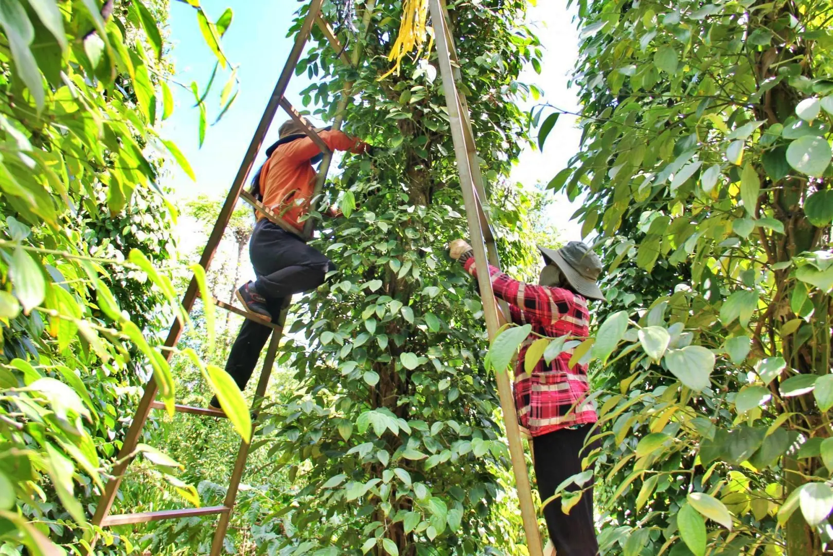 Giá tiêu hôm nay 2/10: tiếp tục tăng ở Đắk Lắk, nông dân phấn khởi