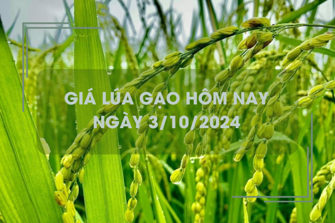 Giá lúa gạo hôm nay 3/10: giá gạo xuất khẩu giảm mạnh