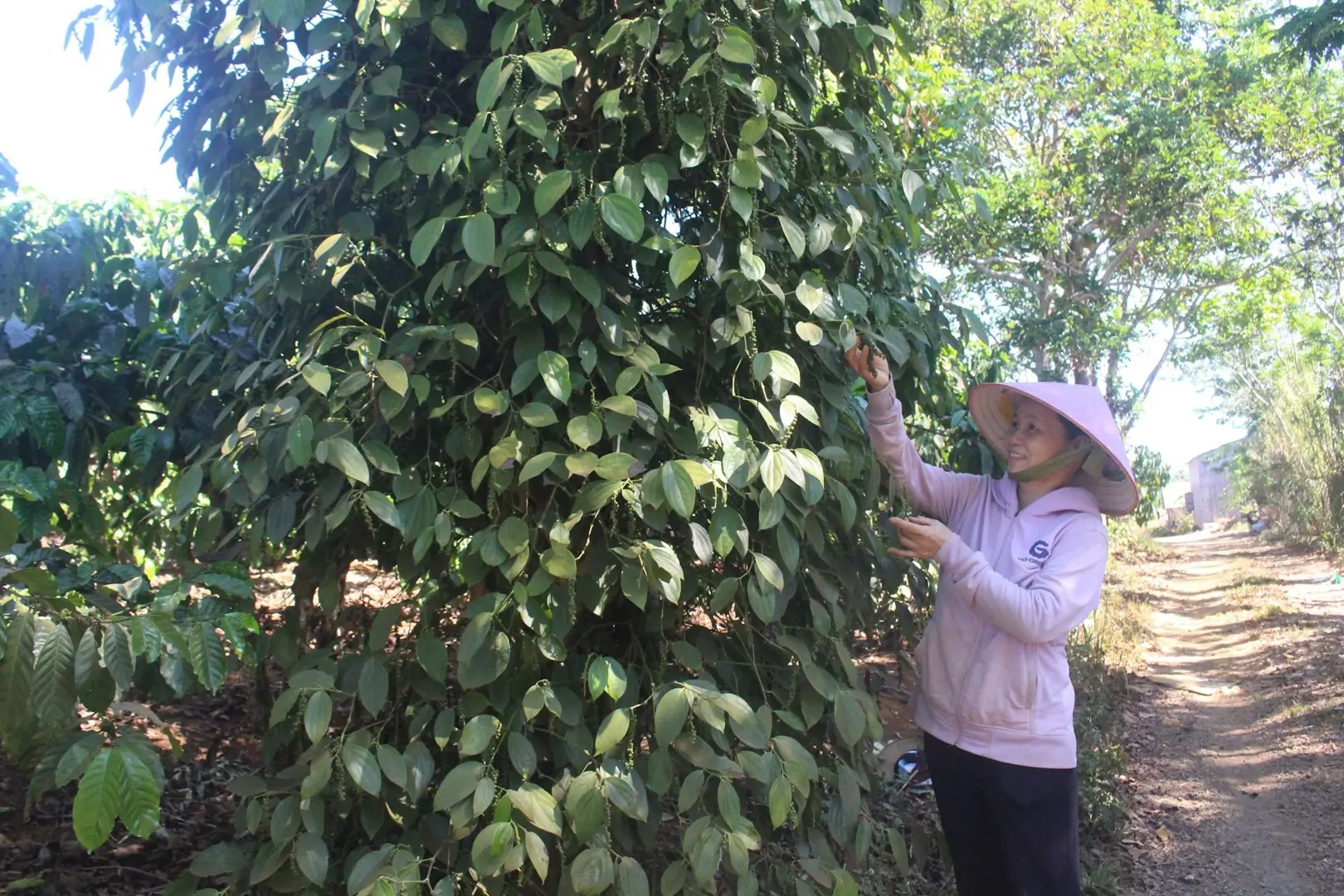 Giá tiêu hôm nay 3/10: tăng tại Đắk Nông - Gia Lai, thêm 500 đồng/kg