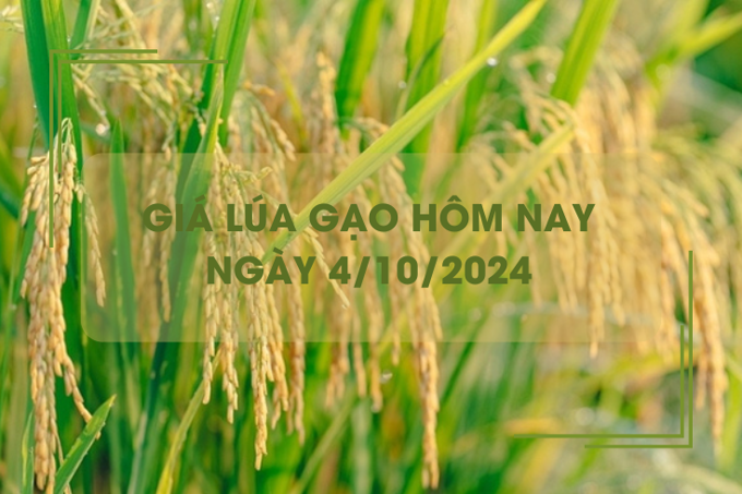 Giá lúa gạo hôm nay 4/10: giá gạo tăng 100 đồng/kg