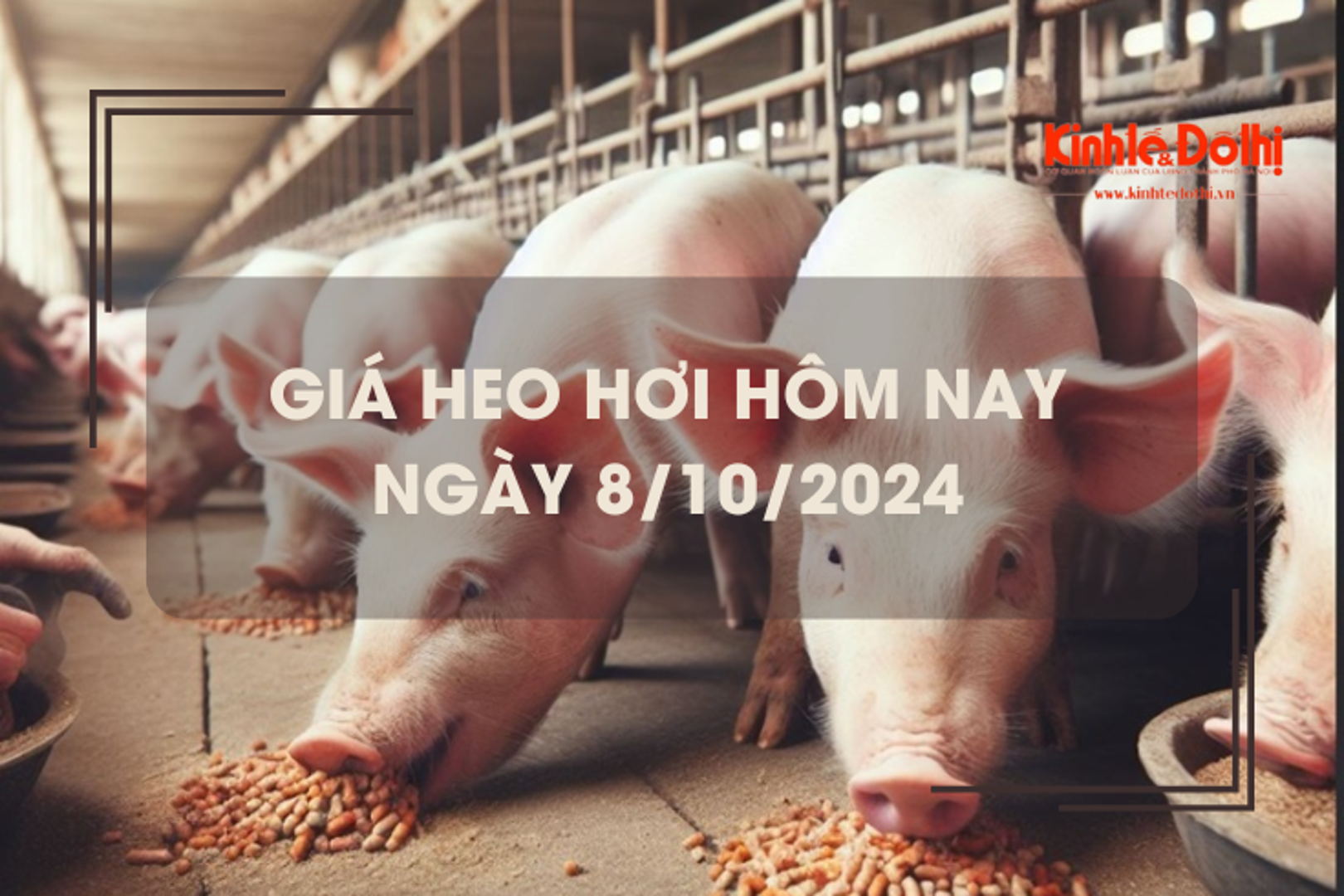 Giá heo hơi hôm nay 8/10: giảm 1.000 đồng/kg trên cả 3 miền