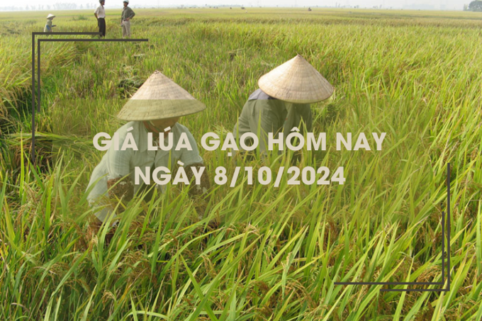 Giá lúa gạo hôm nay 8/10: giá gạo bán lẻ tăng nhẹ