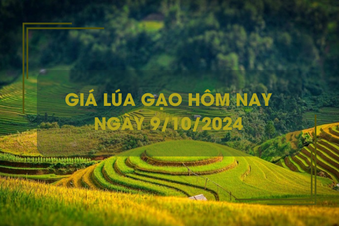 Giá lúa gạo hôm nay 9/10: giá gạo trong nước tăng mạnh 