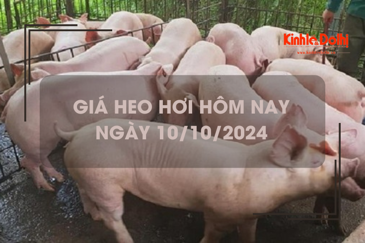 Giá heo hơi hôm nay 10/10: tiếp đà giảm nhẹ trên cả nước