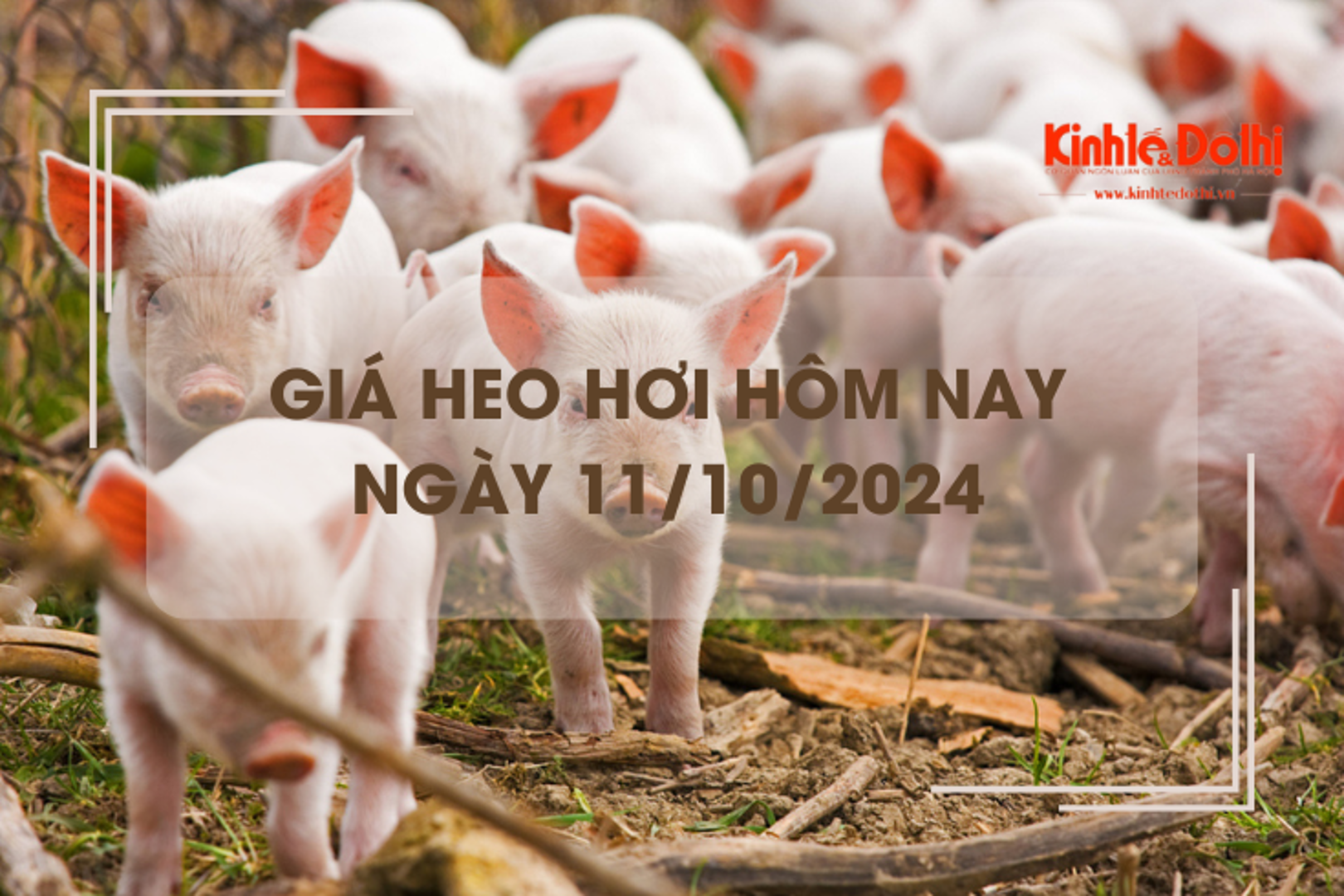 Giá heo hơi hôm nay 11/10: toàn miền Bắc hạ xuống còn 67.000 đồng/kg