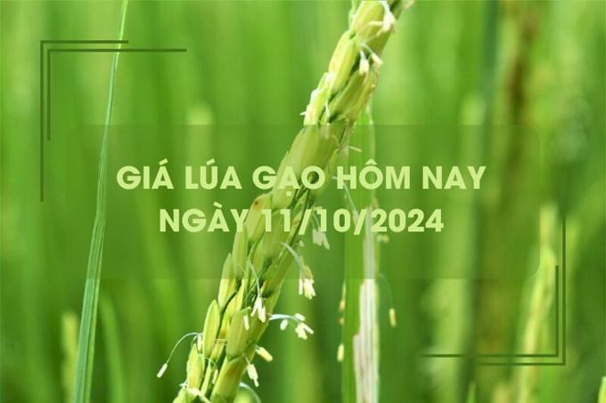 Giá lúa gạo hôm nay 11/10: Giá gạo giảm 100 - 400 đồng/kg