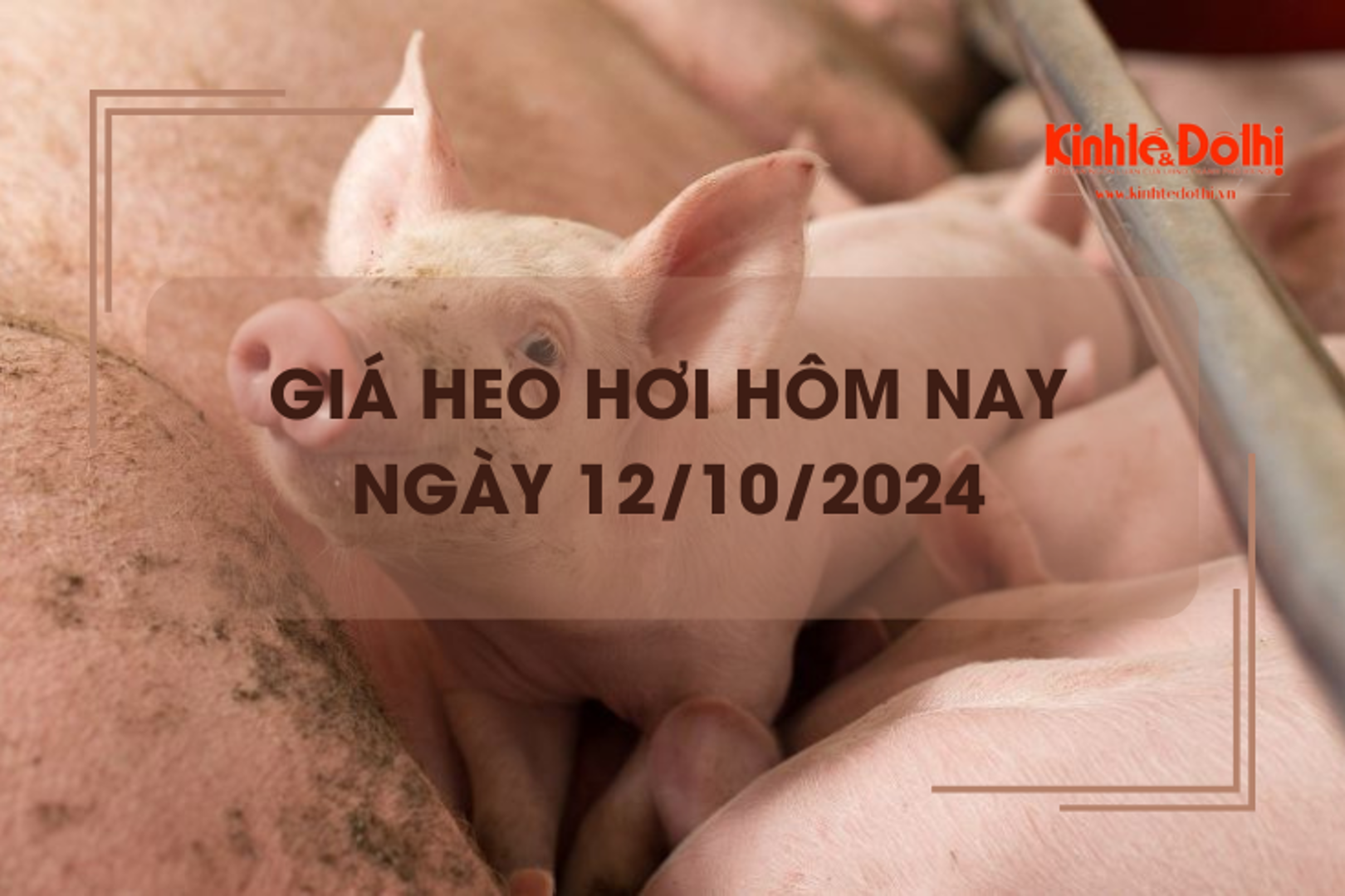 Giá heo hơi hôm nay 12/10: miền Bắc tiếp tục giảm 1.000 đồng/kg