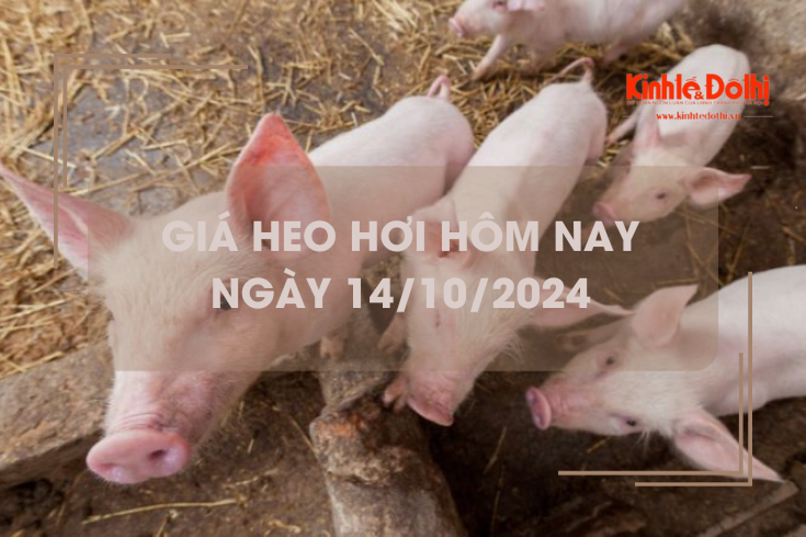 Giá heo hơi hôm nay 14/10: giảm 1.000 đồng/kg trên cả ba miền